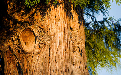 Red Cedarwood Essential Oil 